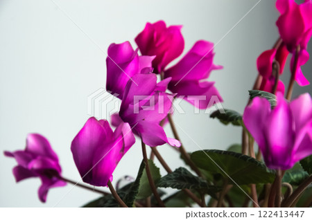 Pink and purple cyclamen flowers (lat. Cyclamen)  on the windowsill, selective focus 122413447