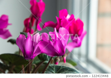 Pink and purple cyclamen flowers (lat. Cyclamen) on the windowsill, selective focus Pink and purple cyclamen flowers (lat. Cyclamen) on the windowsill, selective focus 122413448