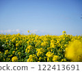 Blue sky and rape field 122413691