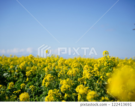 Blue sky and rape field Blue sky and rape field 122413691