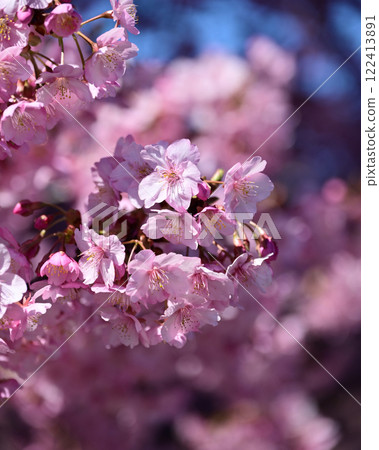 Spring season image (cherry blossoms: Kawazu cherry blossoms) 122413891