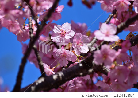 春季圖像（櫻花：河津櫻花） 122413894