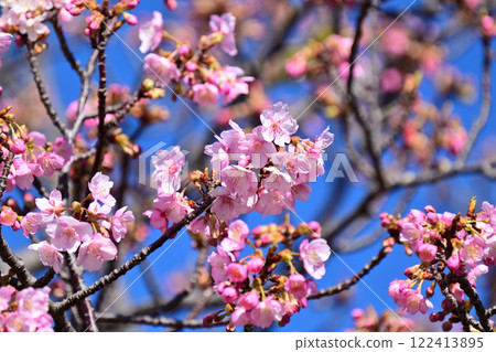 春季圖像（櫻花：河津櫻花） 122413895
