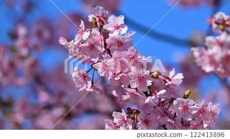 Spring season image (cherry blossoms: Kawazu cherry blossoms) 122413896