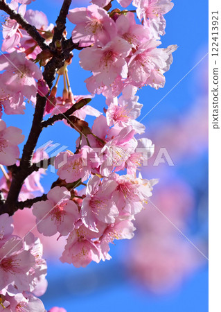 Spring season image (cherry blossoms: Kawazu cherry blossoms) Spring season image (cherry blossoms: Kawazu cherry blossoms) 122413921