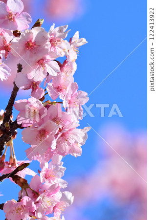 Spring season image (cherry blossoms: Kawazu cherry blossoms) Spring season image (cherry blossoms: Kawazu cherry blossoms) 122413922