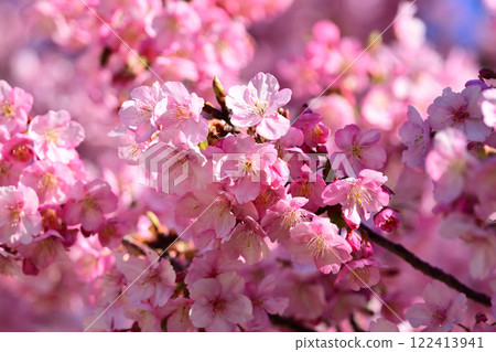 Spring season image (cherry blossoms: Kawazu cherry blossoms) 122413941