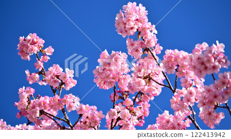 春季圖像(櫻花:河津櫻花) 春季圖像(櫻花:河津櫻花) 122413942