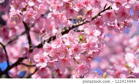 春季圖像（櫻花：河津櫻花） 122413944