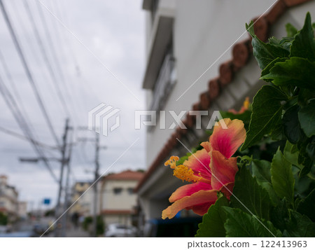 Hibiscus blooming along the road 122413963