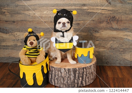 A cute chihuahua disguised as a bee and a set of honey A cute chihuahua disguised as a bee and a set of honey 122414447