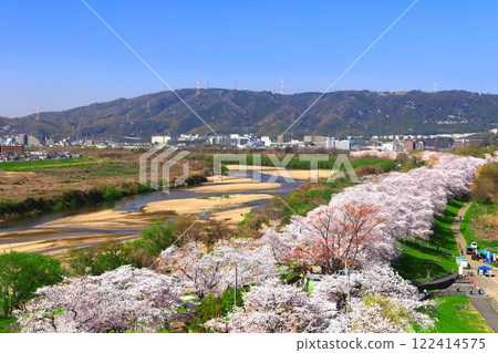 [Kyoto Prefecture] View of Sewaritei with cherry blossoms in full bloom 122414575