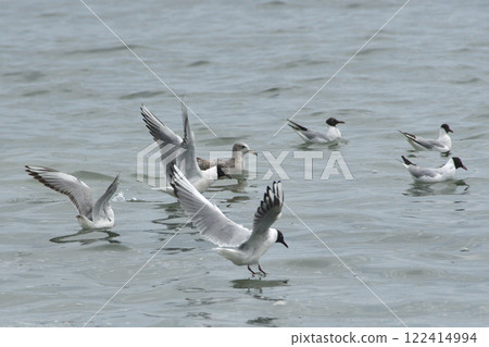 Ulysses flying over the sea 122414994