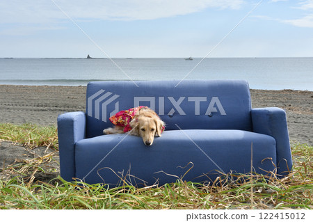 A dog relaxing on a sofa by the sea A dog relaxing on a sofa by the sea 122415012