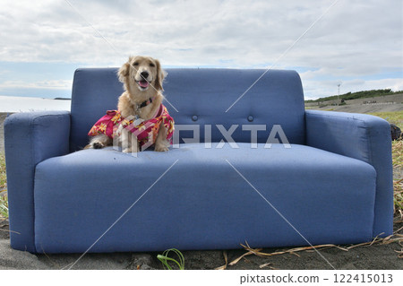 A dog relaxing on a sofa by the sea A dog relaxing on a sofa by the sea 122415013