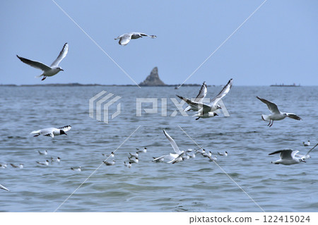 A black-headed gull flying in front of Eboshi Rock A black-headed gull flying in front of Eboshi Rock 122415024