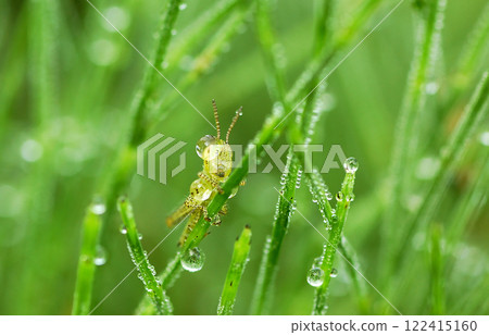 A baby grasshopper wet with morning dew 122415160
