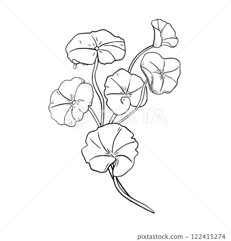 Centella asiatica hydrating herb black white vector illustration on white. Indian pennywort, gotu kola medicinal plant hand drawn outline botanical sketch for design package, label organic product. Centella asiatica hydrating herb black white vector illustration on white. Indian pennywort, gotu kola medicinal plant hand drawn outline botanical sketch for design package, label organic product. 122415274