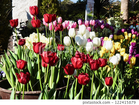 鬱金香開花了! 鬱金香開花了! 122415879