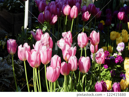 鬱金香開花了! 鬱金香開花了! 122415880