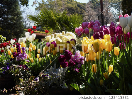 鬱金香開花了! 鬱金香開花了! 122415881