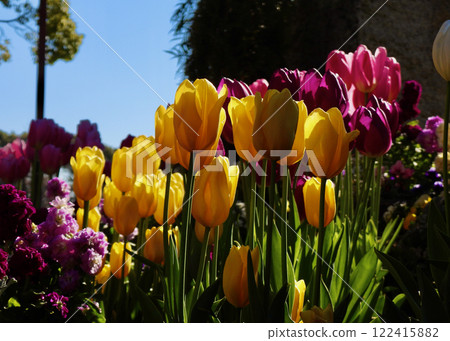 鬱金香開花了! 鬱金香開花了! 122415882