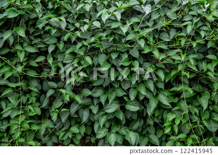Agriculture, Climbing, Closed, Covering, Creeper Plant 122415945