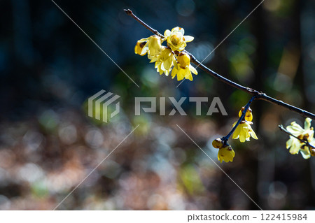 洛白花 洛白花 122415984