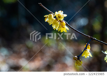 洛白花 洛白花 122415985
