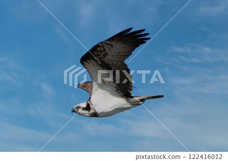 乘風而行的魚鷹 乘風而行的魚鷹 122416012