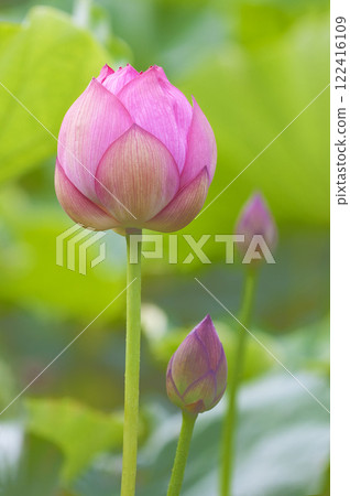The lotus flower, the pure flower, blooms The lotus flower, the pure flower, blooms 122416109