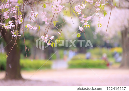 木場公園的重瓣櫻花 木場公園的重瓣櫻花 122416217