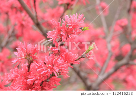 菊花盛開 122416238