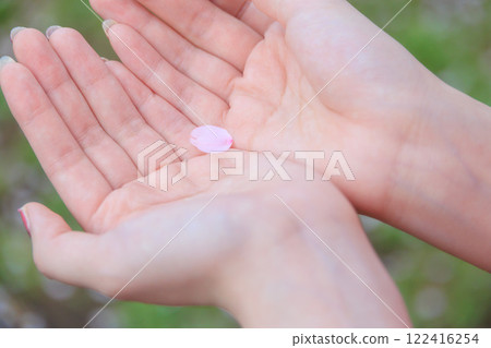 Cherry blossom petals on both hands 122416254