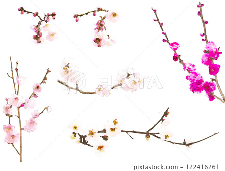 春天的花朵插畫素材組（梅花1） 122416261