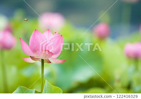 Large pink lotus and bee Large pink lotus and bee 122416329
