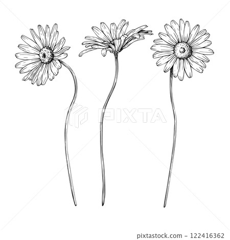 A set of three blooming wildflower daisy. Hand drawn vector illustration. Contour drawing. Sketch painted by black inks. Black line on white isolated background. For clipart greeting card logo package A set of three blooming wildflower daisy. Hand drawn vector illustration. Contour drawing. Sketch painted by black inks. Black line on white isolated background. For clipart greeting card logo package 122416362