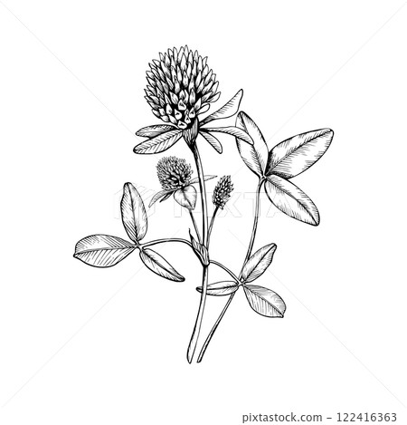Composition with medicinal wild plants clovers. Hand drawn botanical vector illustration. Sketch painted by black inks line on white isolated background. For clipart greeting card package label Composition with medicinal wild plants clovers. Hand drawn botanical vector illustration. Sketch painted by black inks line on white isolated background. For clipart greeting card package label 122416363