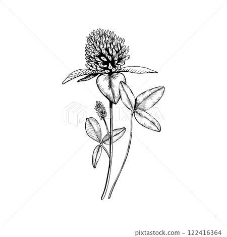 Medicinal plant, wildflower, blooming clover. Hand drawn botanical vector illustration. Sketch painted by black inks line on white isolated background. For clipart greeting card package label Medicinal plant, wildflower, blooming clover. Hand drawn botanical vector illustration. Sketch painted by black inks line on white isolated background. For clipart greeting card package label 122416364