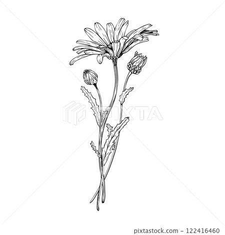Composition with wildflower daisy bloom and buds. Hand drawn vector illustration. Contour drawing. Sketch painted by black inks. Black line on white isolated background. For clip art card logo package Composition with wildflower daisy bloom and buds. Hand drawn vector illustration. Contour drawing. Sketch painted by black inks. Black line on white isolated background. For clip art card logo package 122416460