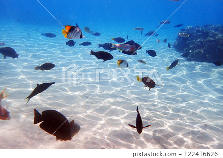 coral reef in the Red Sea coral reef in the Red Sea 122416626