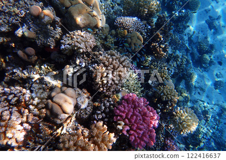 coral reef in the Red Sea coral reef in the Red Sea 122416637