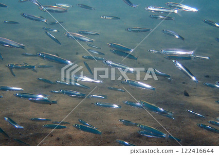 small fishes background small fishes background 122416644