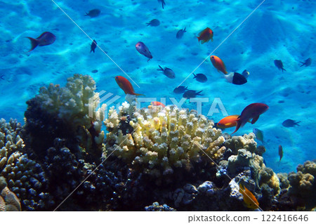 coral reef in the Red Sea coral reef in the Red Sea 122416646
