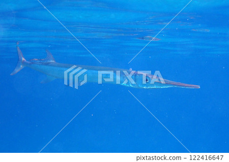 garfish from the egypt garfish from the egypt 122416647