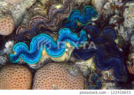 Giant Clam from the Red Sea 122416653