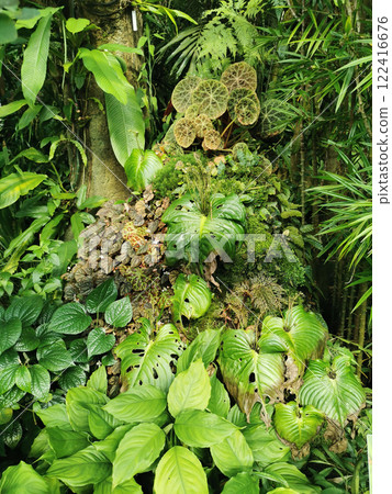 tropical green jungle 122416676