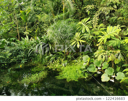 tropical green jungle tropical green jungle 122416683