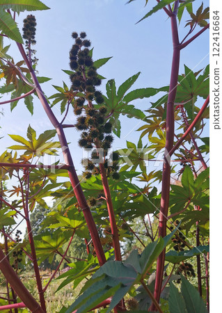 palma christi as toxic plant 122416684