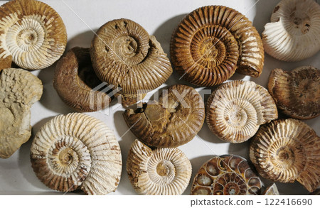 nice ammonite collection nice ammonite collection 122416690